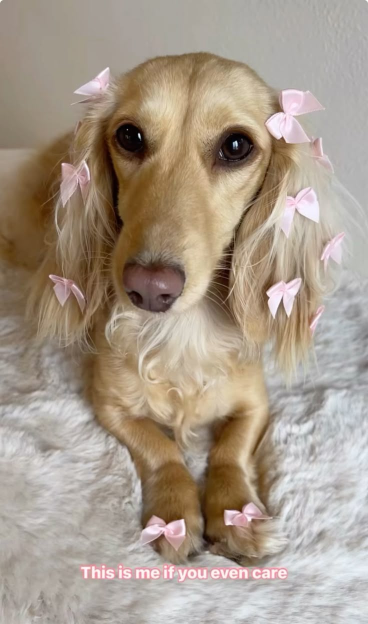 Dog styled in PAWGO bows
