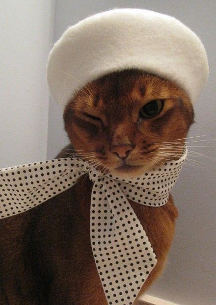 Cat Bandanas
