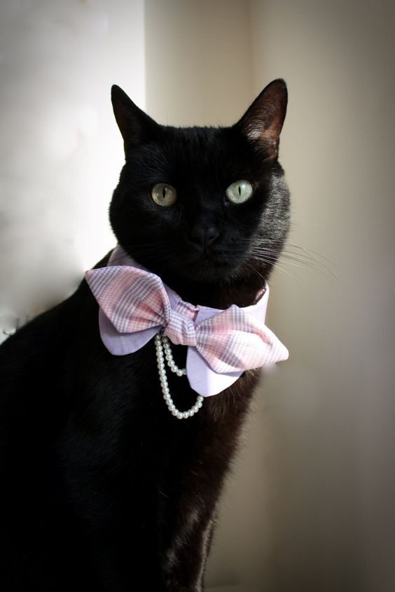 Cat Bows